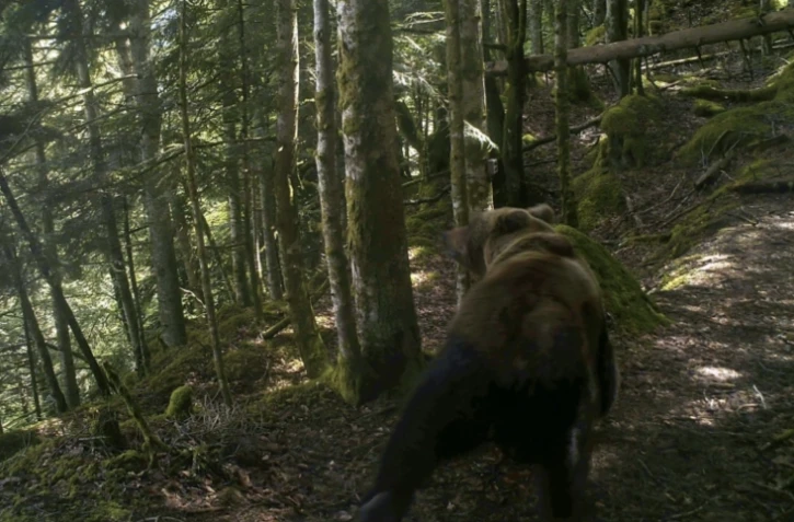 Photo prise par un piège photographique en 2020 et diffusée par l'association française "Pays de l'ours", le 4 juin 2021, montrant un ours brun dans un bois près de Melles, dans les Pyrénées ( Pays de l'Ours / - )