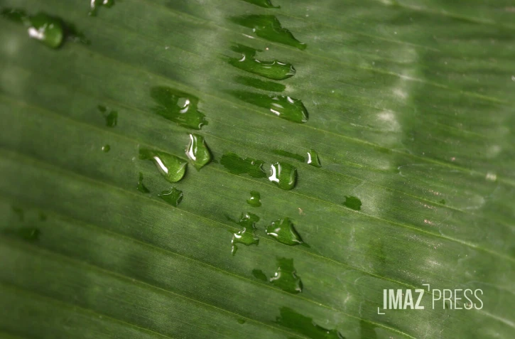 goutte-d'eau