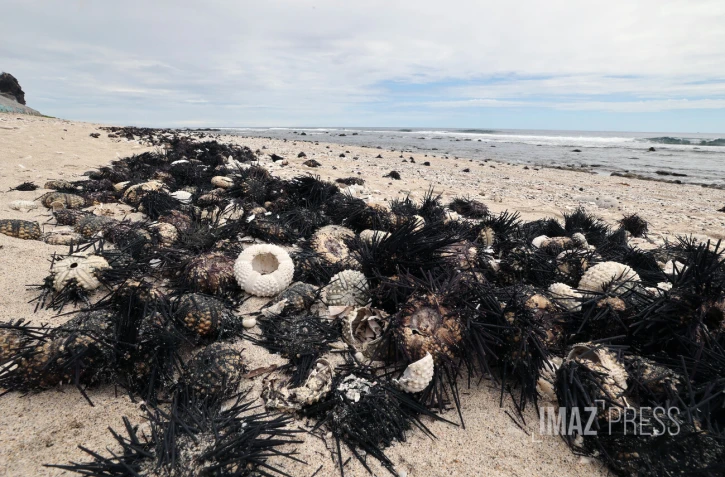 oursins plage de l'ouest 