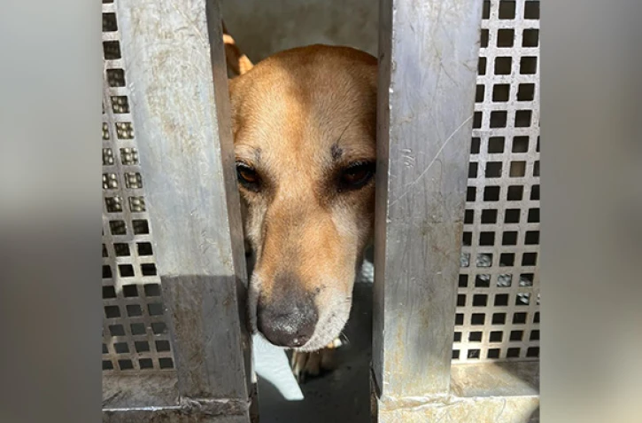 Salazie : les pompiers cherchent celui qui sauvera à son tour ce petit toutou [?]