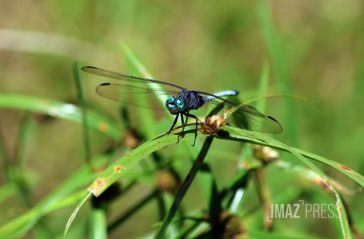 libellule mare à poule d'eau , salazie