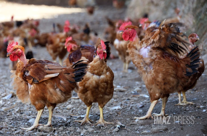 ferme de poulet bio péi 