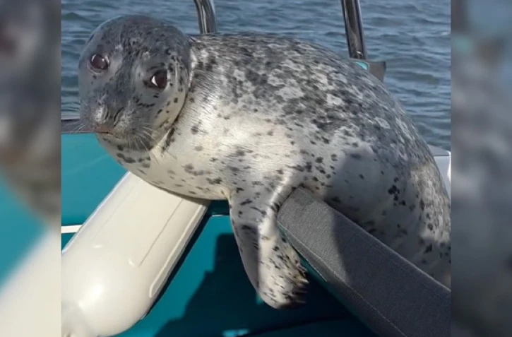 [Vidéo] Poursuivi par des orques, un phoque saute à bord d’un bateau pour se mettre à l’abri