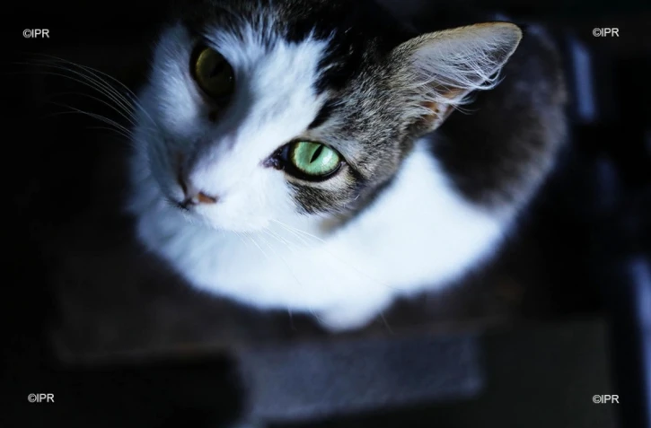 chat alors 