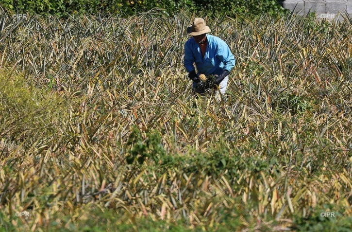 planteur Ananas 
