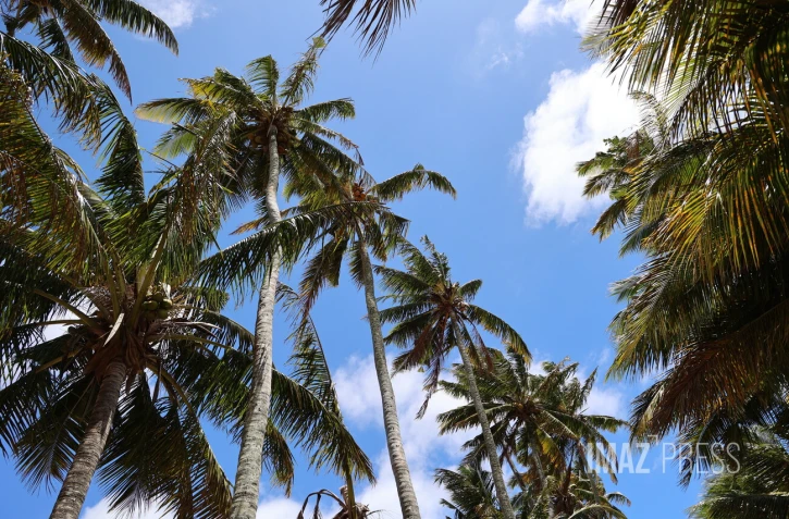 paysages cocotiers 