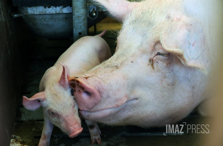 Foire agricole de Bras Panon