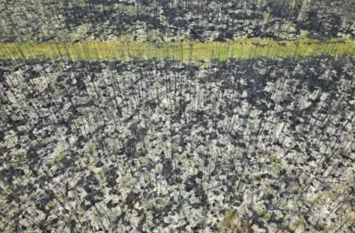 PrĂšs du village de NormĂ©tal dans l'ouest du QuĂ©bec oĂč des milliers d'hectares de forĂȘts ont brĂ»lĂ©, le 22 septembre 2023 ( AFP / Mathiew LEISER )