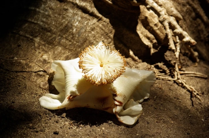 Anniversaire du Jardin d'Eden