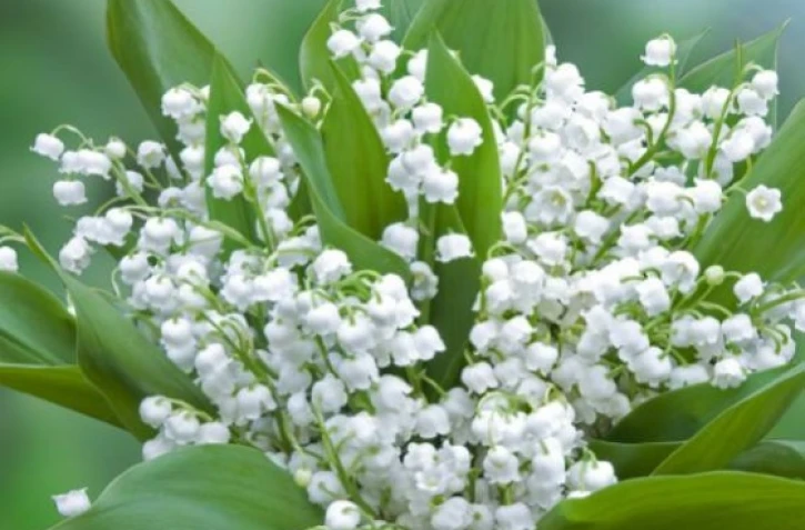 Muguet 1er mai