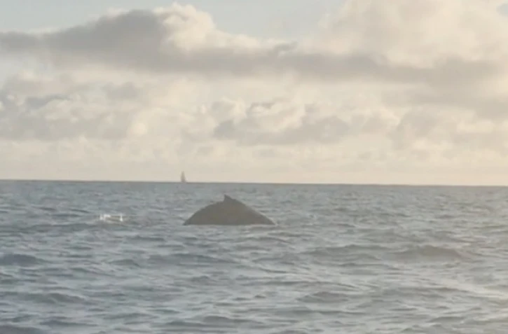 Baleines Saint-Paul 