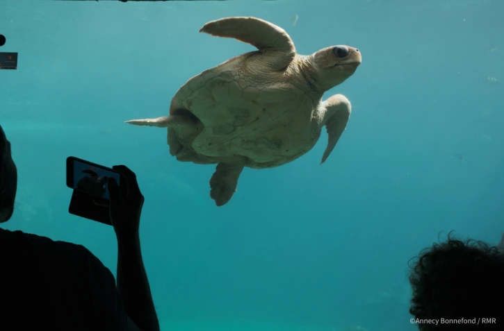 Les Journées réunionnaises des tortues marines reviennent à Kelonia