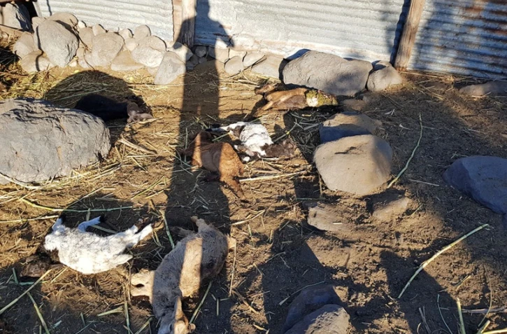 massacre de cabris par des chiens 