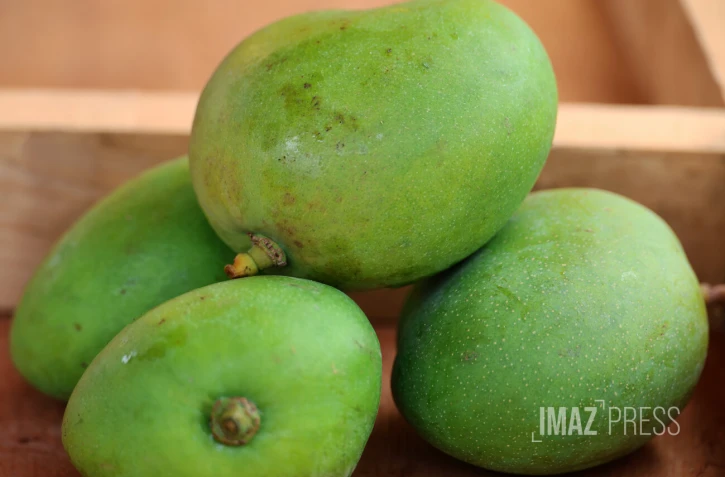 mangue verte