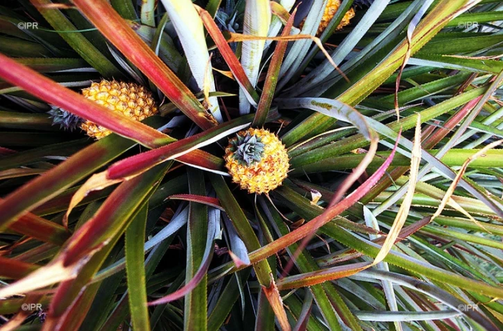 Ananas