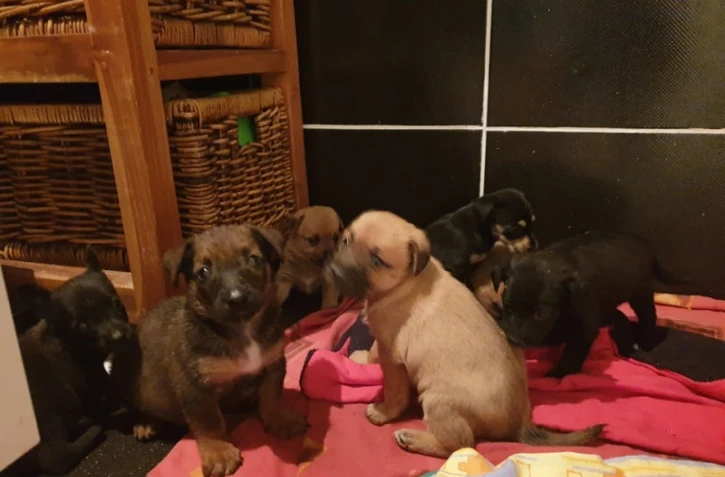 Sainte-Clotilde : 15 chiots torturés ont été récupérés