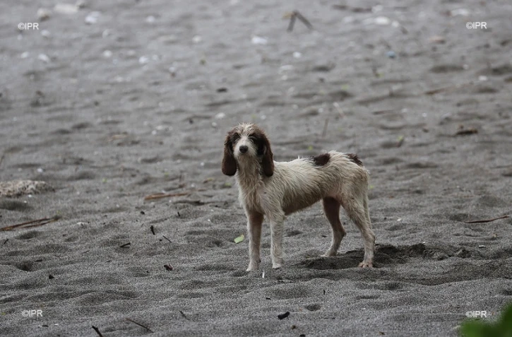 chiens 
