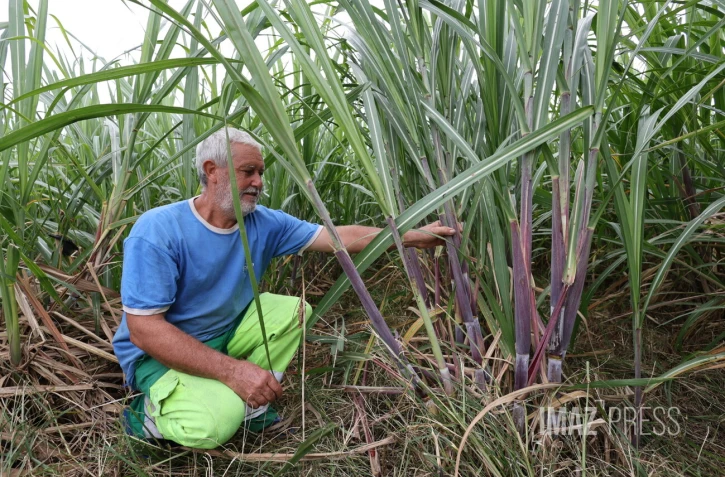 Trois mois après Garance, les planteurs alertent sur une filière qui joue sa survie