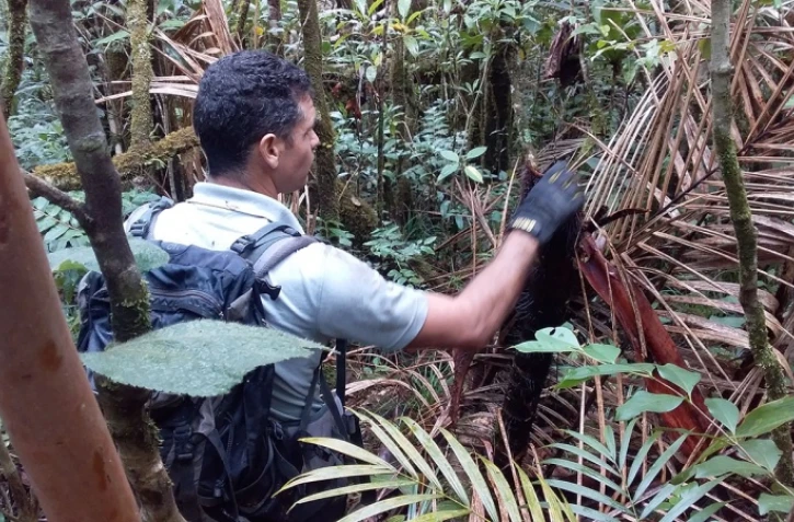 Braconniers de palmistes, gare à vous, l'ONF surveille