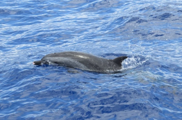 Dauphins observés