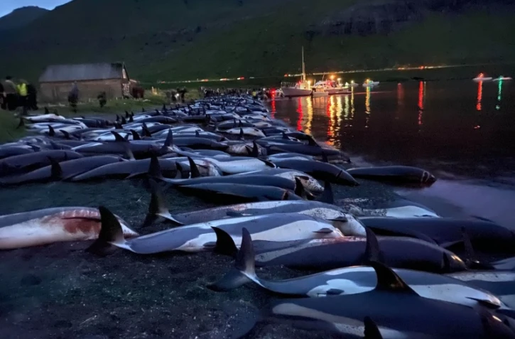 Iles Féroé : 1.428 dauphins massacrés lors d'une chasse traditionnelle 