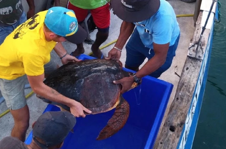 3 tortues récupérée par le Centre de soins de Kelonia