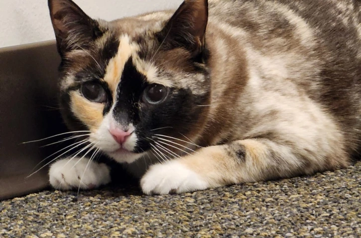 États-Unis: envoyé par erreur dans un colis Amazon, un chat de l'Utah retrouvé en Californie [?]