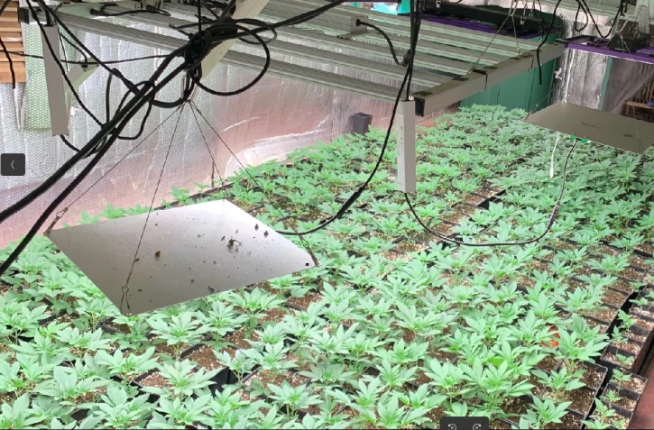 Traffic de stupéfiants : 2337 plants de zamal saisit par les gendarmes à Saint-Joseph, 2 personnes placées en détention provisoire 