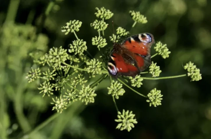 Les papillons peuvent polliniser les fleurs grâce à une charge d'électricité statique qu'ils emmagasinent en volant ( AFP / Adnan Beci )