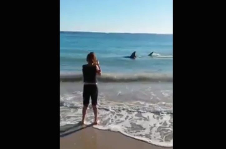 Requin proche du rivage