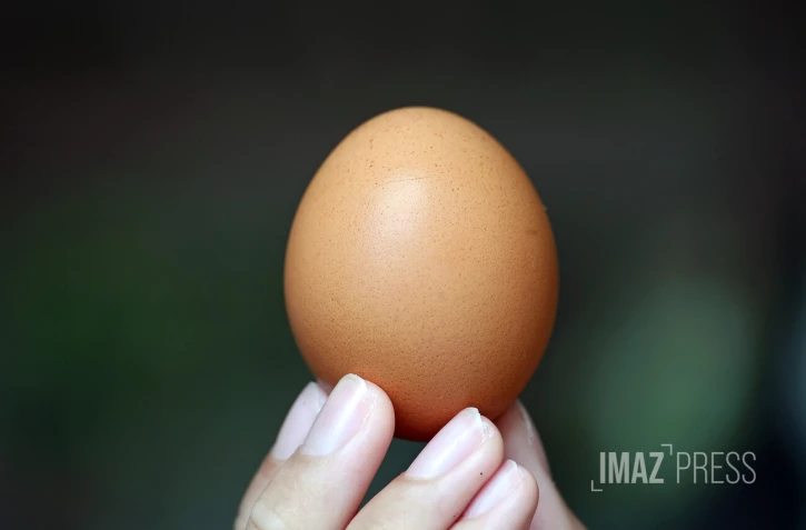 oeuf de poule 