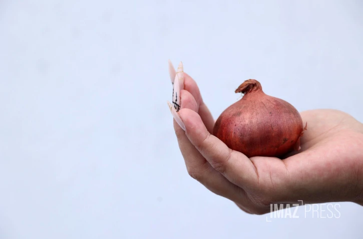 pénurie sur les oignons