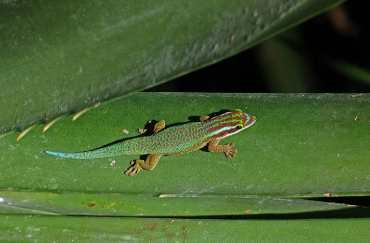 Gecko vert de Manapany 