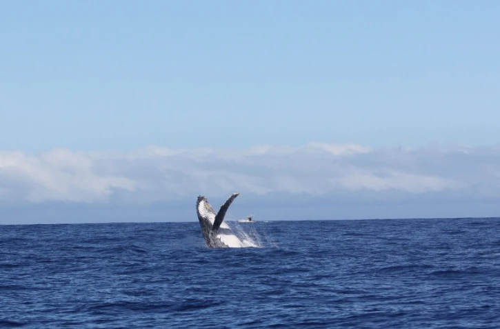 Sauts de baleines photographiés par Globice