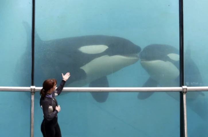 Le Marineland à Antibes, le 17 mars 2016 ( AFP / VALERY HACHE )
