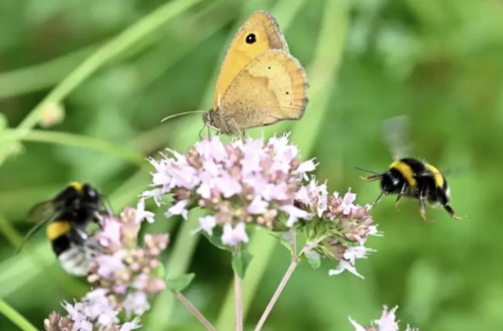 Élisabeth Borne a présenté la version finale de la troisième "stratégie nationale biodiversité" (SNB), dont l'effondrement est "une menace existentielle" pour les sociétés ( AFP / Damien MEYER )