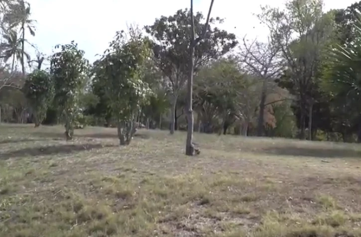 Foret de l\'Etang-Salé 