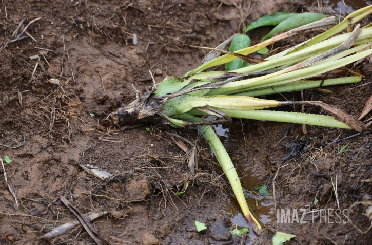 dégats cyclone Belal chez une agricultrice