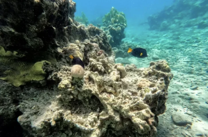Vue d'un récif corallien dans les eaux de la mer Rouge près de la ville israélienne d'Eilat, le 14 septembre 2023 ( AFP / MENAHEM KAHANA )