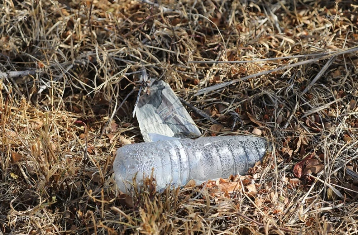 pollution plastique 