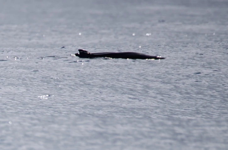 Une 25ème espèce de cétacés identifiée à La Réunion, le cachalot pygmée