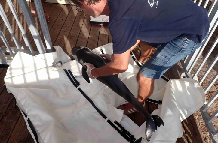 L'Hermitage : un dauphin d'électre - nouveau-né - échoué dans le lagon