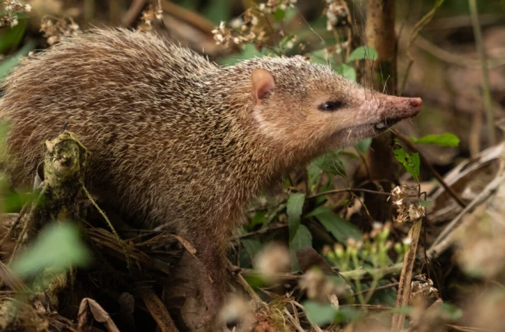 Tangue : la chasse ouverte pour réguler la population de cette espèce exotique