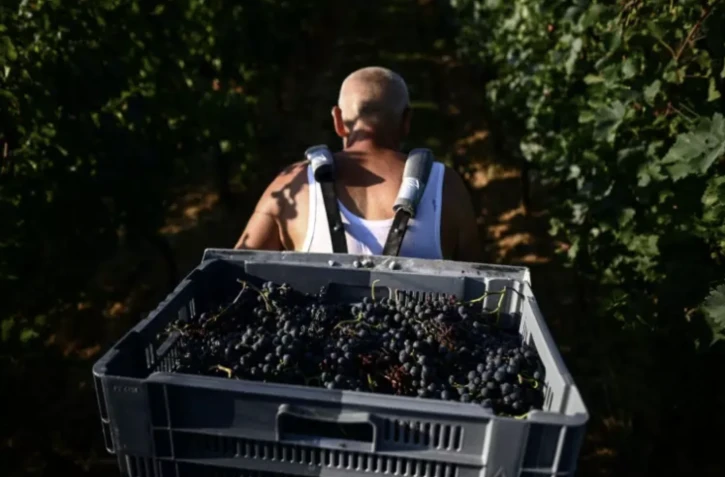 Un porteur au milieu des rangs de vigne au château de Sours à Saint-Quentin-de-Baron, en Gironde, le 22 août 2023 ( AFP / Christophe ARCHAMBAULT )