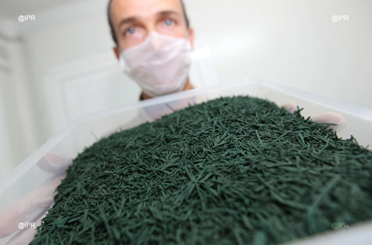 Production  de spiruline