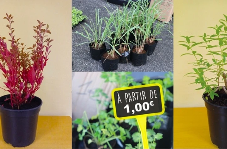 Saint-Benoît : la pépinière sociale organise une nouvelle vente de plantes