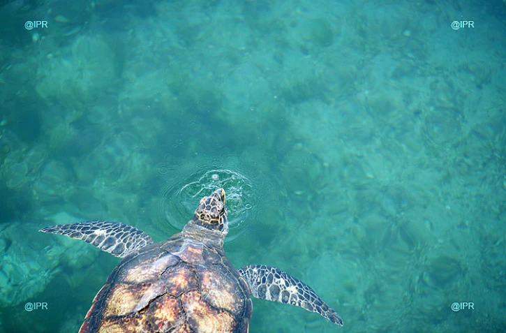 tortues
