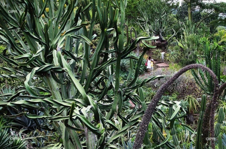 jardins