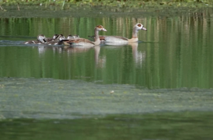 Un couple d'ouettes d'Egypte et leurs canetons nagent sur un étang à Ay-sur-Moselle, en Moselle, le 12 septembre 2024 ( AFP / Jean-Christophe VERHAEGEN )