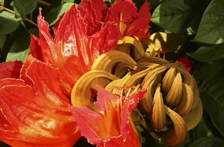 tulipier du Gabon, menace, plante invasive 